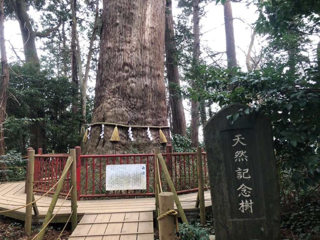 麻賀多神社　大杉2